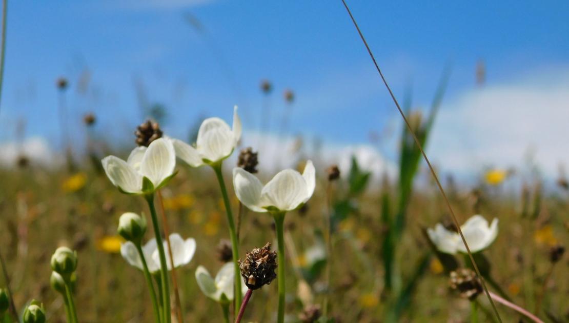 Parnassia op Schiermonnikoog